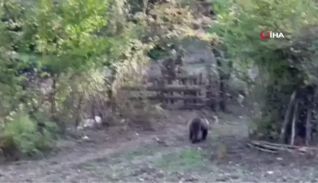 Bartın'da Domuz Kapanına Yakalanan Ayı Kurtarıldı