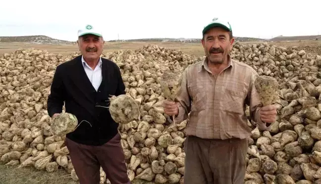 Kütahya'da Çiftçilerin Şeker Pancarı Sökümü Mesaisi Başladı