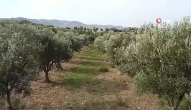 Doktorluktan Zeytin Üreticiliğine Geçiş