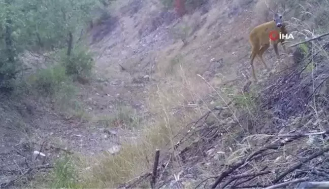 Bozkırın yaban hayvanları doğal yaşamlarında böyle görüntülendi