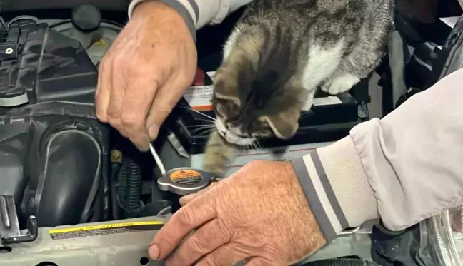 Sinop'ta Kaporta Dükkanında Ustalara Eşlik Eden Nazlı İsimli Kedi Şaşkınlık Yaratıyor