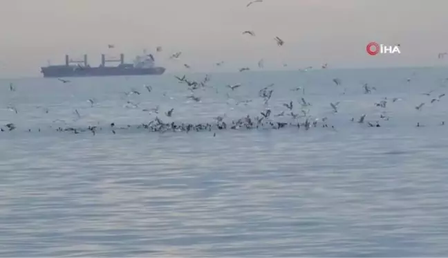 Kafkametler Gemisi'ndeki kayıp 9 mürettebatı arama çalışmaları sürüyor