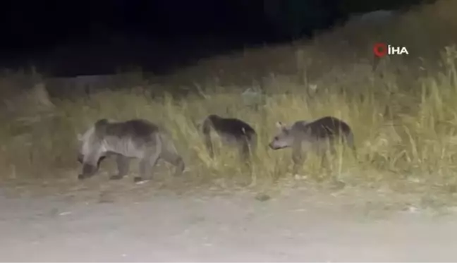 Nemrut'a pikniğe giden gençlere ayı sürprizi