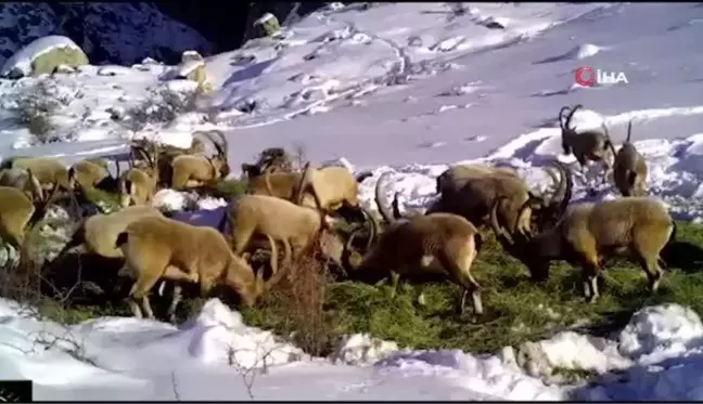 Niğde'de yaban hayvanları için doğaya yem bırakıldı