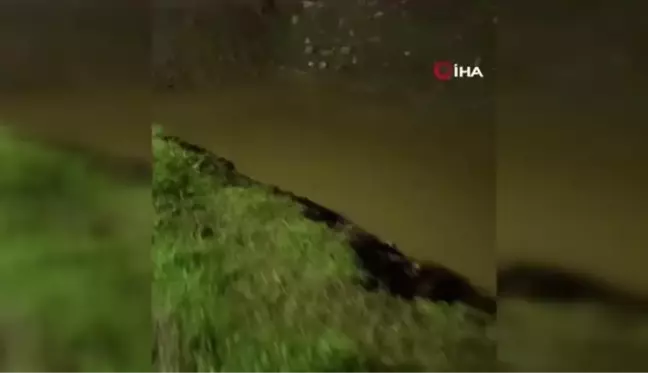 Sürüklenen su samurları Gönen Çayı'na koştu