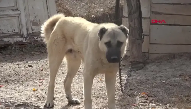 Kangal Köpekleri Safkan Irk Olarak Tescillenmiyor