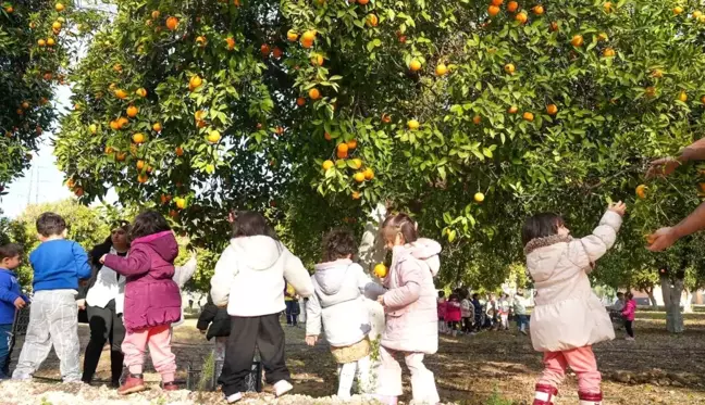 Tarsus Belediyesi Tarım Yaşam Alanında Portakal Hasadı