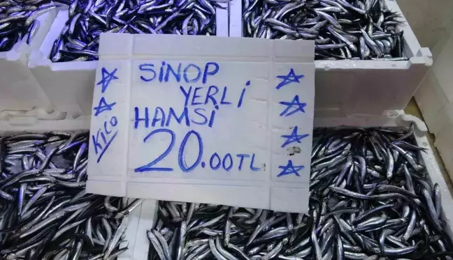 Sinop'ta Hamsi Bolluğu Yaşanıyor