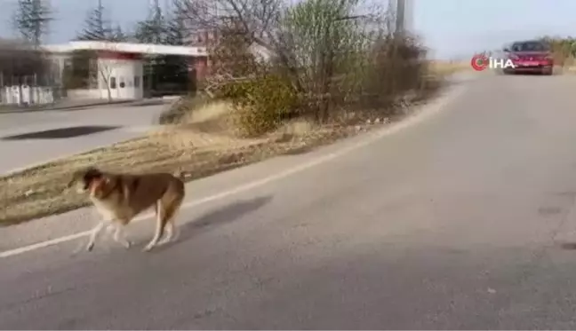 Her gün yollarını gözlüyorlar