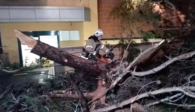 Kadıköy'de ağaç devrildi, özel hastane bahçesi zarar gördü