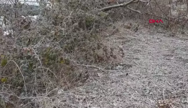 Bolu'da Soğuk Hava Etkili Oldu: Araçlar ve Ağaçlar Dondu