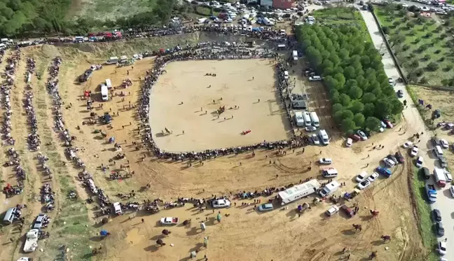 Kemalpaşa Deve Güreşi Festivali Yoğun İlgiyle Sona Erdi