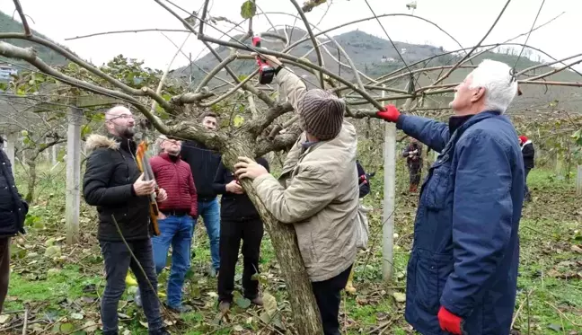 Ordu'da Kivi Üretimine Budama Eğitimi Veriliyor