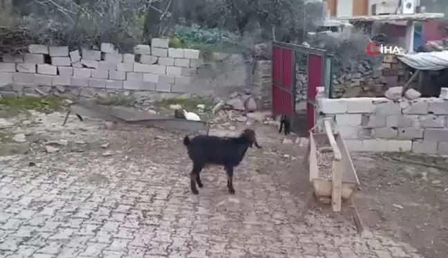 Depremde telef olan hayvanların yerine aldığı hayvanlar kurt saldırısıyla telef oldu