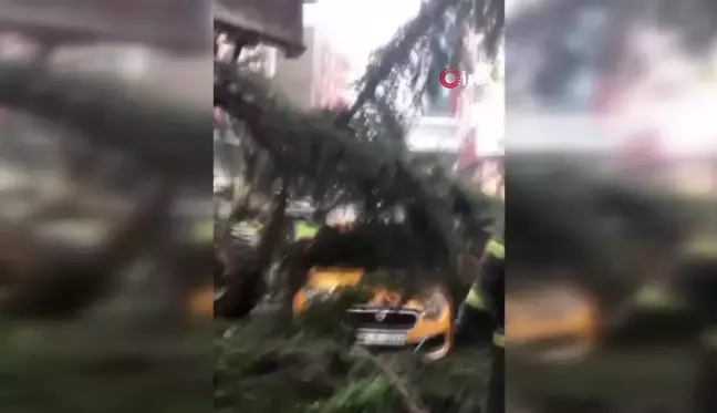 Rize Ardeşen'de Fırtına Sonucu Devrilen Ağaç Taksilere Zarar Verdi