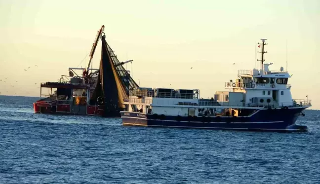 Karadeniz'de Hamsi Bolluğu: Türk Tekneleri Gürcistan'a Yöneldi