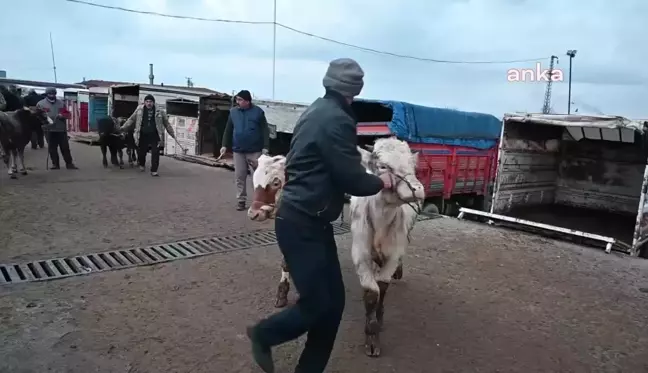 Yozgat'ta Şap Hastalığı Nedeniyle Canlı Hayvan Pazarları Kapatıldı