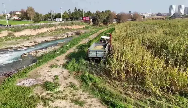 Tarsus Belediyesi, Silajlık Mısır Hasadını Tamamladı