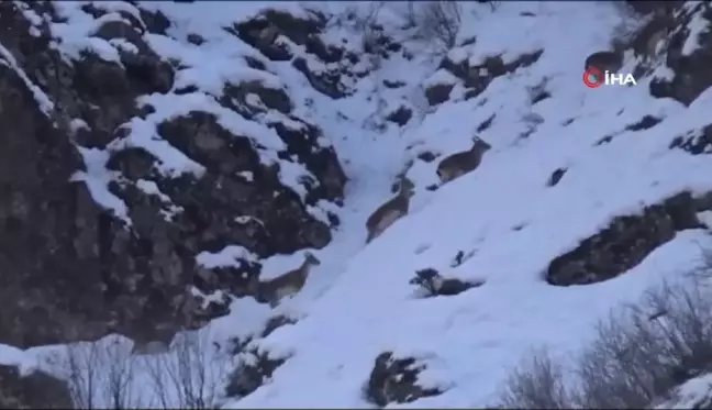 Tunceli'de karlı zirvelerde yiyecek arayan yaban keçileri görüntülendi