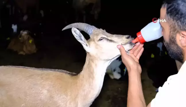 Yaralı yaban keçisine şefkat eli