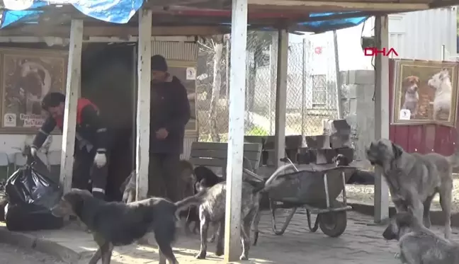 İslahiye Belediyesi Barınağında 6 Yılda Bin Köpek Sahiplendirildi