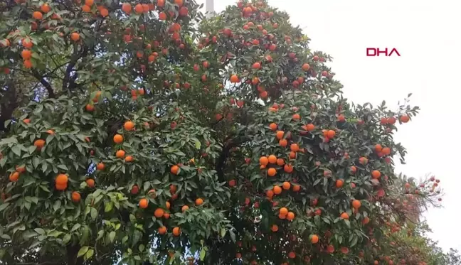 Turunç, ekonomik olarak satışa sunulmuyor