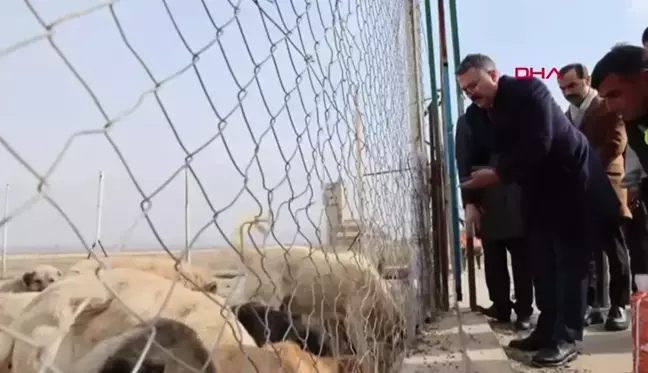 IĞDIR Valisi ve Belediye Başkan Vekili Ercan Turan, Hayvan Barınağını Ziyaret Etti