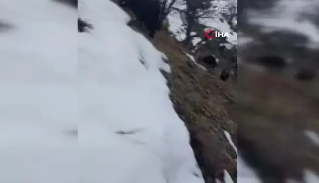 Tunceli'yi tedirgin eden görüntü: Kış uykusunda olması gereken yılanlar karların üzerinde belirdi