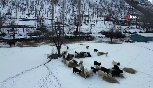 Beytüşşebap'ta hayvanlar kar üstünde yemleniyor