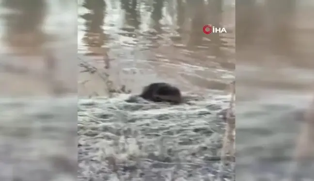 Nadir Görülen Su Samurları Bir Arada Görüntülendi