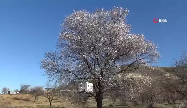 Yalancı bahara aldanan badem ağaçları çiçek açtı