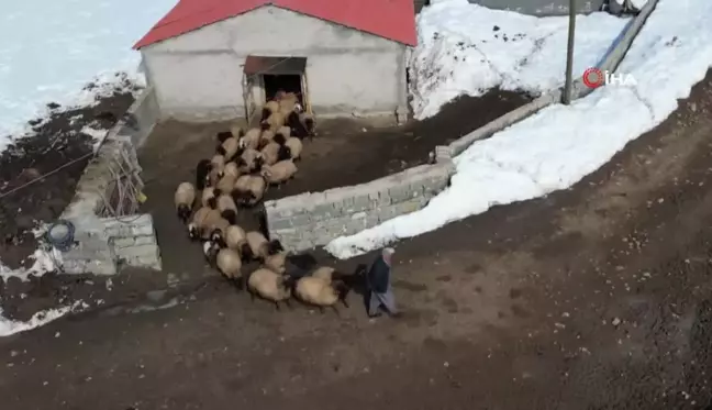 Şırnak'ta besicilerin zorlu mesaisi devam ediyor