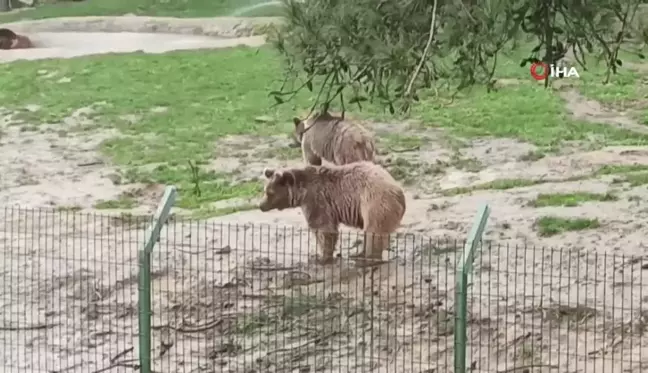 Dünya Uyku Günü'nde Ayılar Uyanıyor