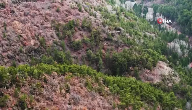 Kızılcahamam'da Kara Akbabaların Popülasyonu Artıyor