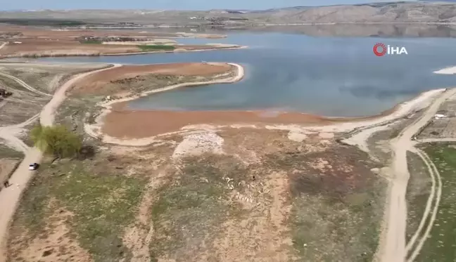 Kızılırmak'ta Kuraklık Tehlikesi: Baraj Sularının Çekildiği Alanda Koyunlar Otluyor