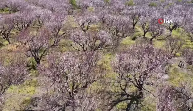 Kayısı ağaçları çiçek açtı, ortaya görsel şölen çıktı