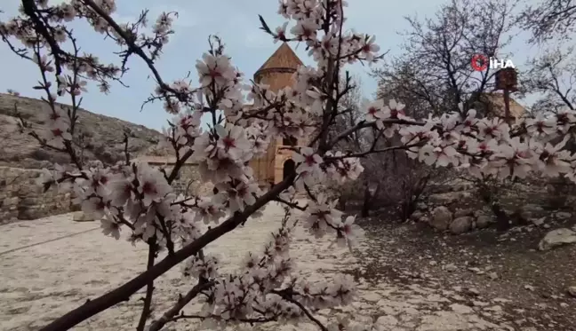 Akdamar Adası renk cümbüşüne büründü