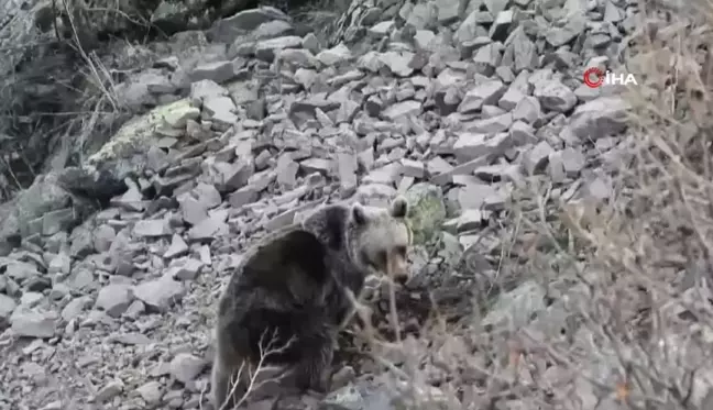 Erzurum'da boz ayı böyle görüntülendi