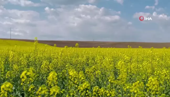 Kırklareli'nde çiçek açan kanola bitkisi tarlaları sarıya boyadı