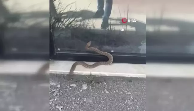 Isırığı bir insanı öldürmeye yetiyor: Engerek yılanı böyle görüntülendi