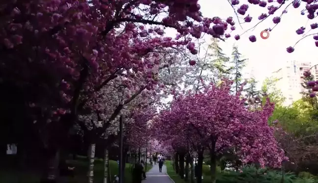 Dikmen Vadisi'nde Sakura ağaçları görsel şölen oluşturuyor