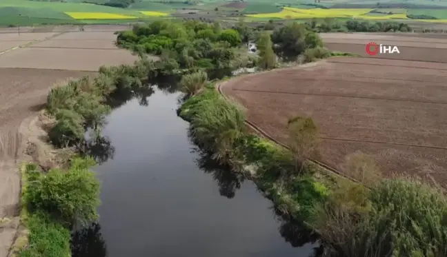 Gönen Çayı'nda kirlilik: Toplu balık ölümleri yaşandı