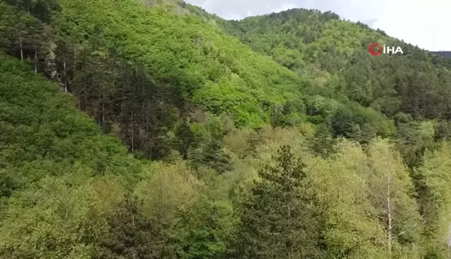 Kazdağları bahar ile birlikte yeşilin binbir tonuna büründü