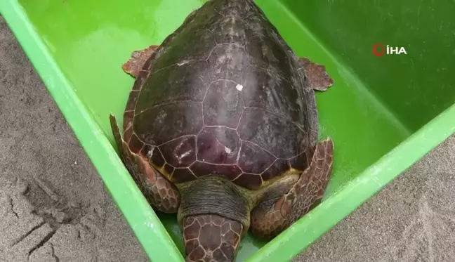 Güzel İzmir İsimli Caretta Mısır'da Soluk Aldı