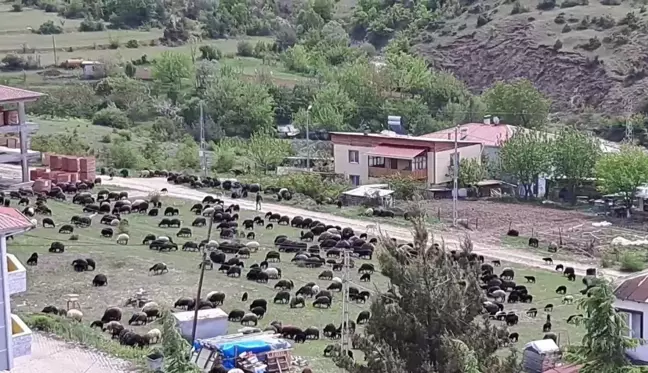 Artvin'de hayvancılık yapan çiftçiler zorluklarla mücadele ediyor