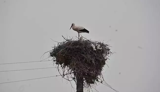 Yozgat'ta leyleklerin yaşamı fotoğraflandı