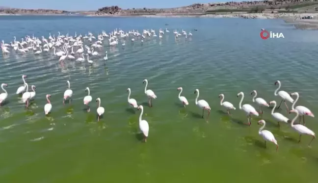 Flamingoların Tuz Gölü'ndeki Üreme Sayısı Artıyor