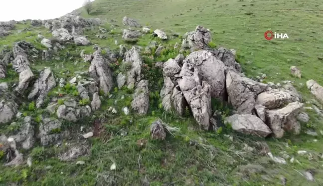 Bitlis'in huzur veren tepesinde ters lale güzelliği