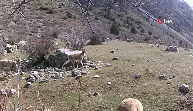 Yaban keçisi sürüsü fotokapanla görüntülendi