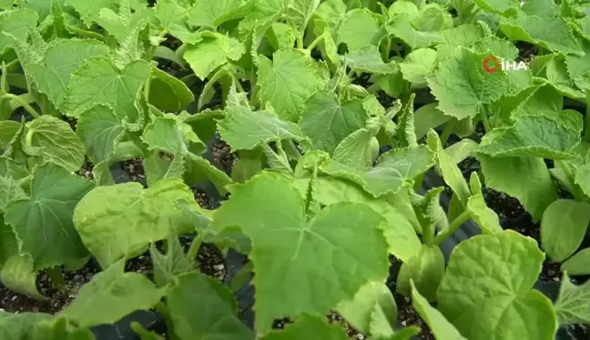 Erzincan'da tarım bölümü öğrencileri hem öğreniyor, hem üretiyor